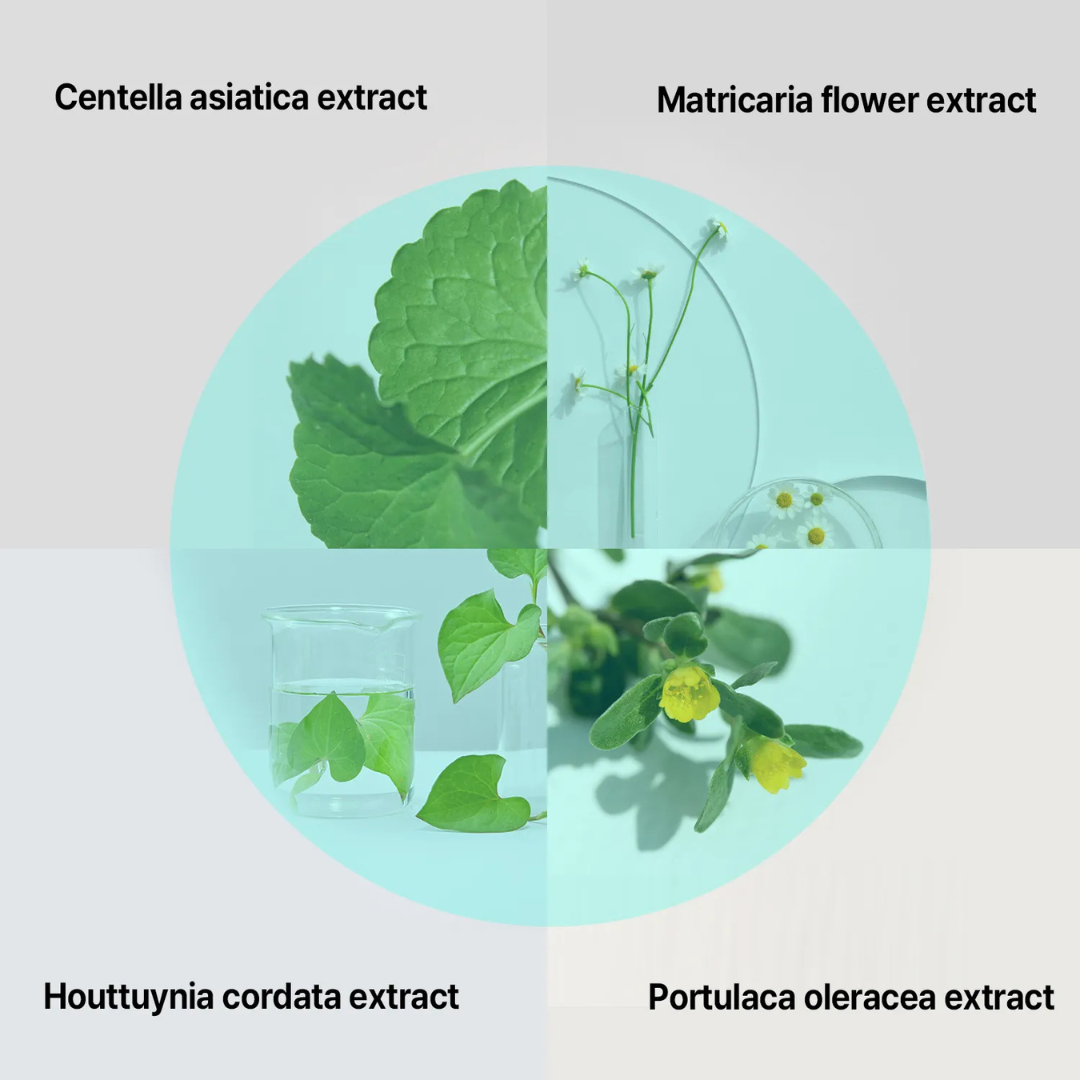 Illustration of plant extracts with labels for Centella asiatica, Matricaria flower, Houttuynia cordata, and Portulaca oleracea on a light blue background. ILSO Super Melting Sebum Softner