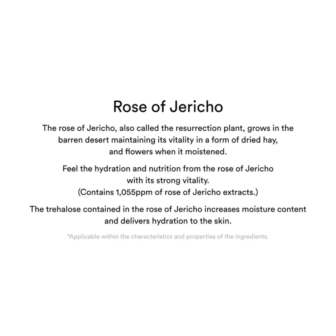Text description of the rose of Jericho plant on a white background